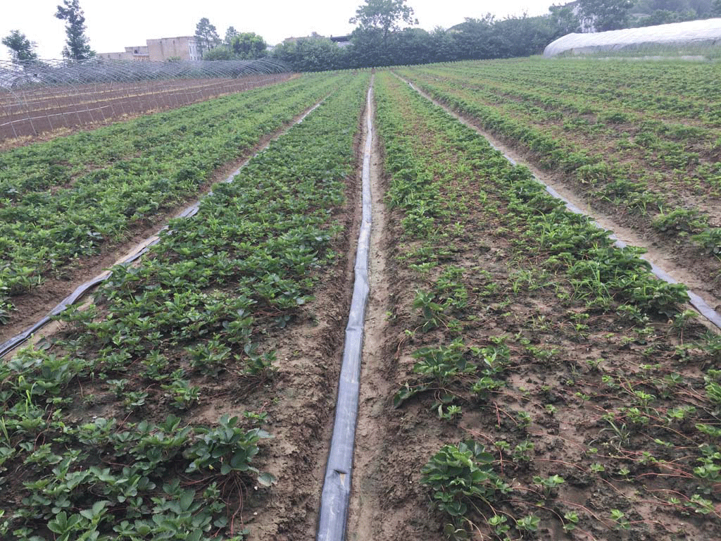 黄瓜地下病虫害示范实验