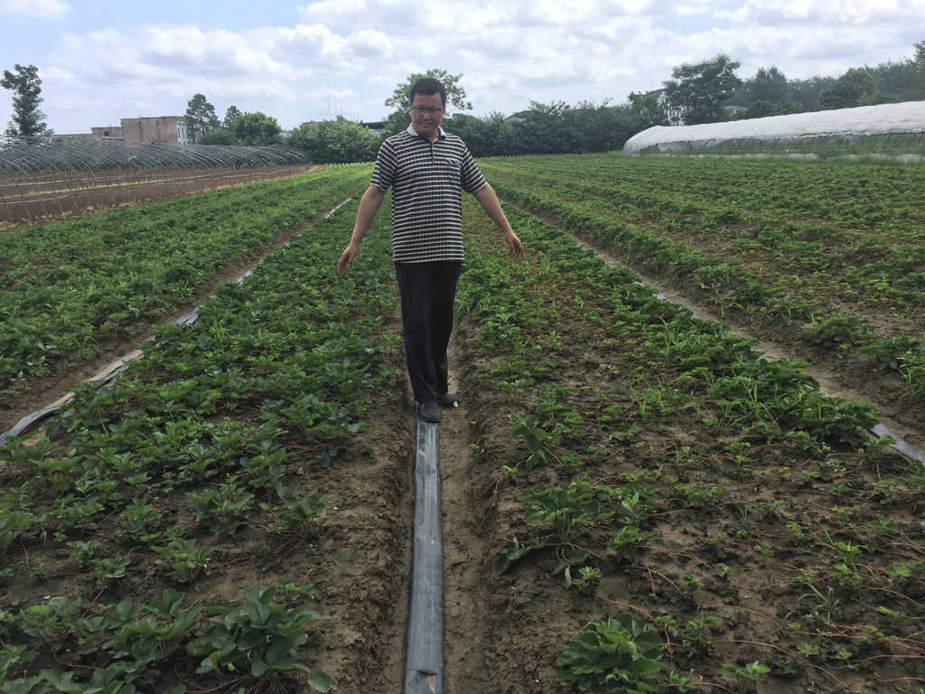 花生地下病虫害示范实验