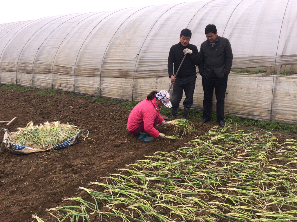 地黄地下病虫害示范实验