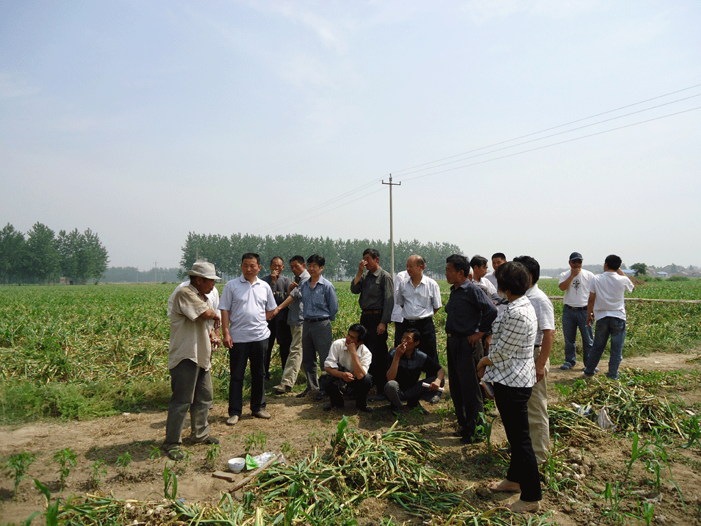 大葱地下病虫害示范实验
