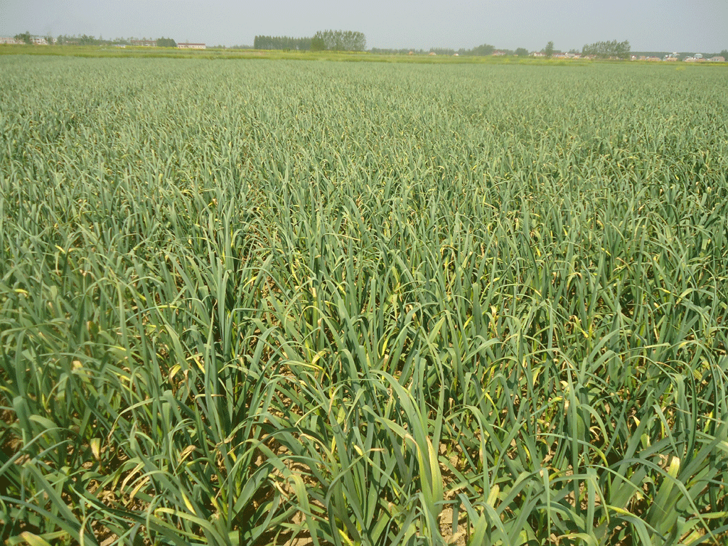 草莓地下病虫害示范实验