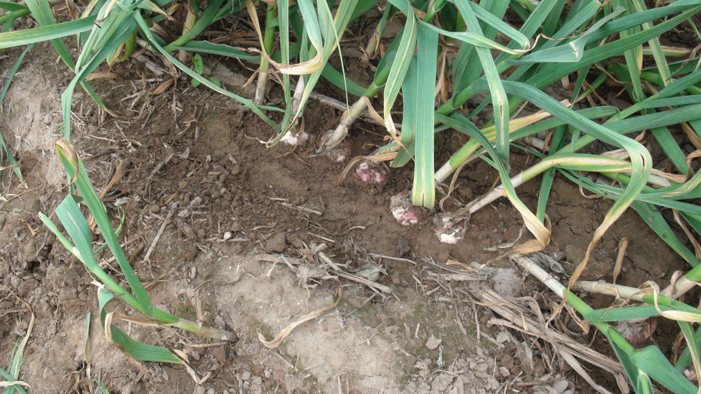 大蒜地下病虫害示范实验