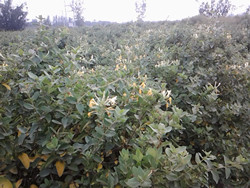 中药材地下病虫害示范实验