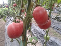 西红柿地下病虫害示范实验