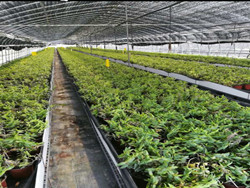 水稻地下病虫害示范实验