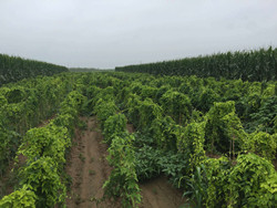 山药地下病虫害示范实验