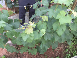 葡萄地下病虫害示范实验