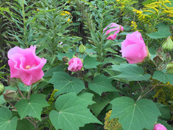 牡丹地下病虫害示范实验