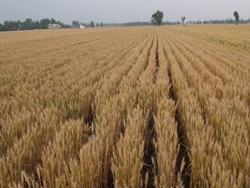 小麦地下病虫害示范实验