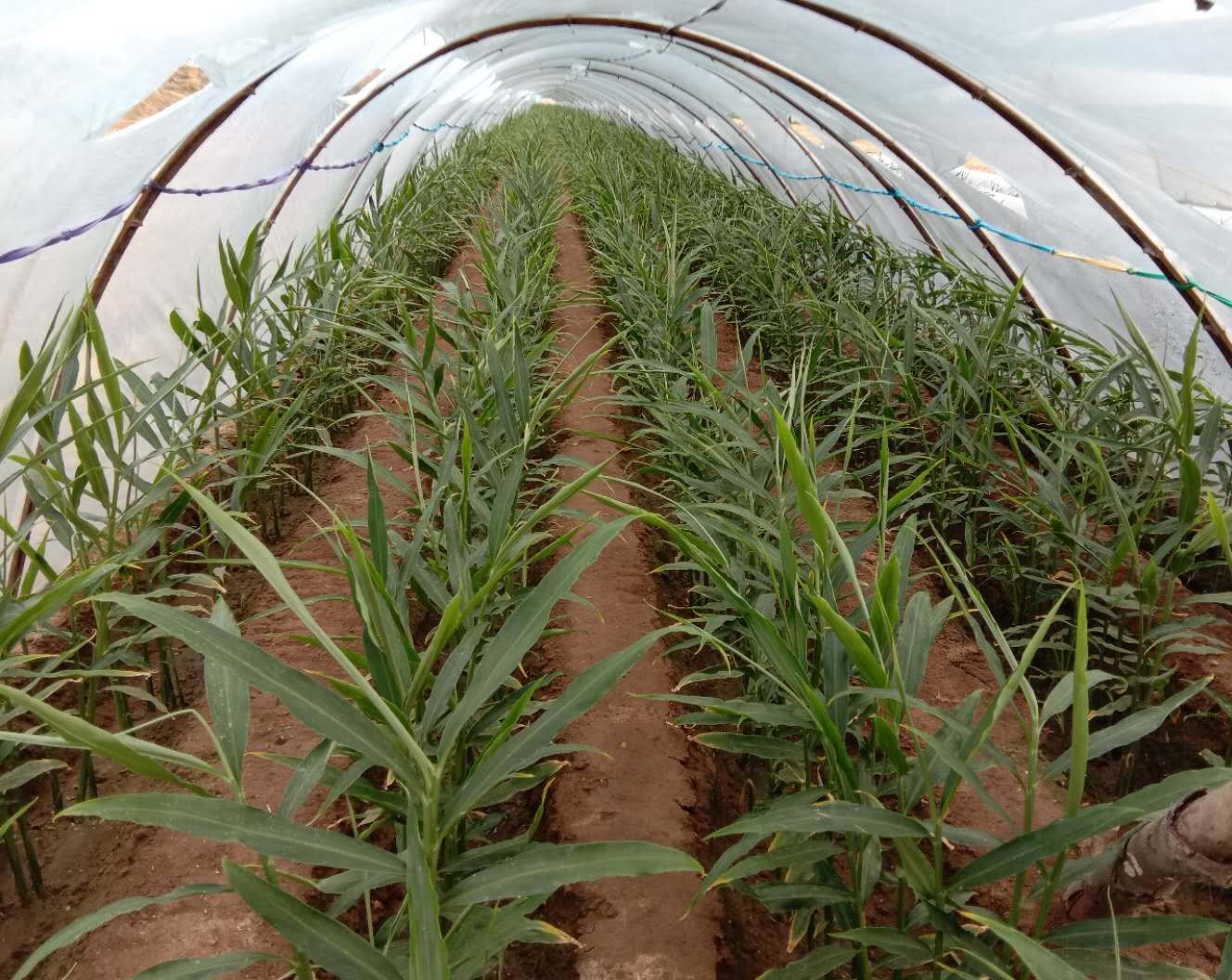 山东莱州市战家洼村生姜噻唑膦试验